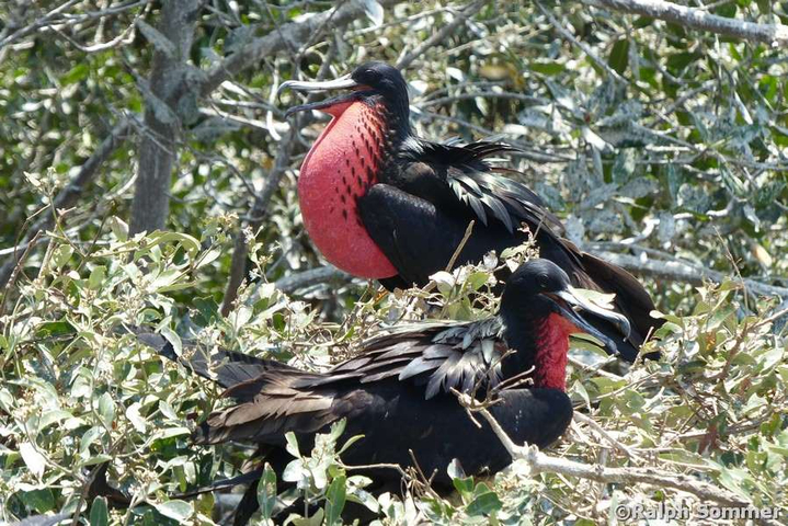 Fregattvogel auf Baum in Ecuador