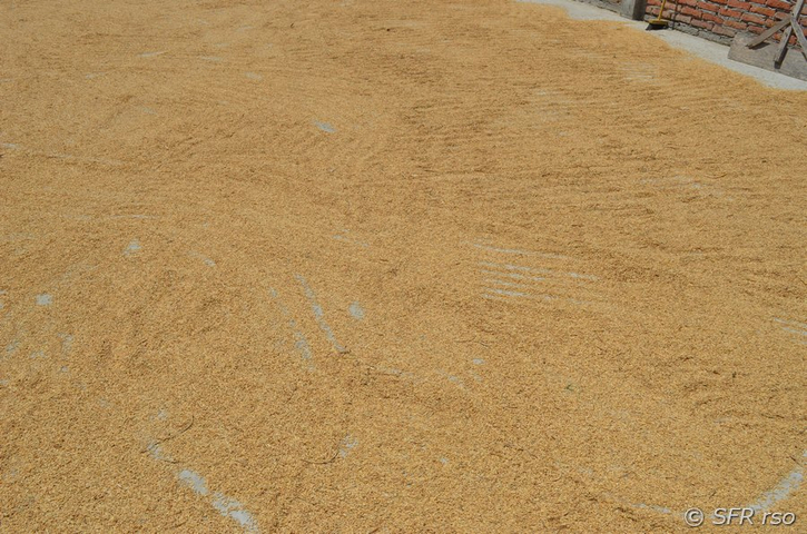 Reis wird getrocknet in Ecuador