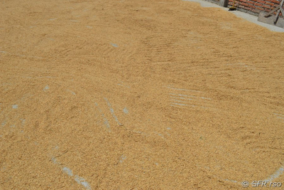 Reis wird getrocknet in Ecuador