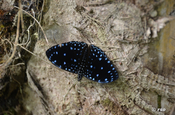 Schmetterling blau Nymphalidae in Ecuador