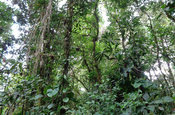 Vegetation am Sumaco, Ecuador