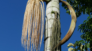 Fischschwanzpalme in Ecuador