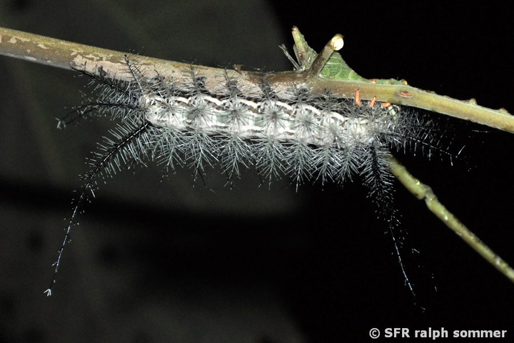Giant Silkworm Saturniidae in Ecuador