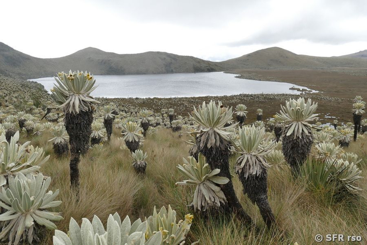 Pflanzen im Nationalpark El Angel in Ecuador