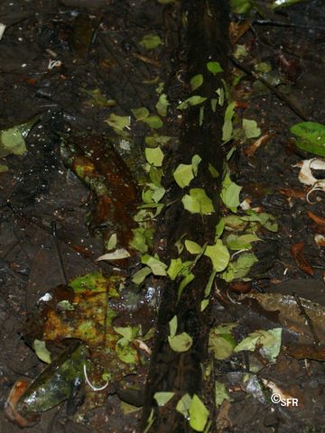 Blattschneiderameisen Myrmicinae in Ecuador