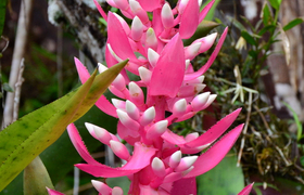 Bromelie