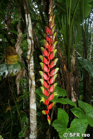 Heliconia rostrata in Ecuador