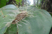 Heuschrecke Cordyceps in Ecuador
