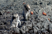 Humboldt Pinguin Spheniscus homboldti putzend Galapagos