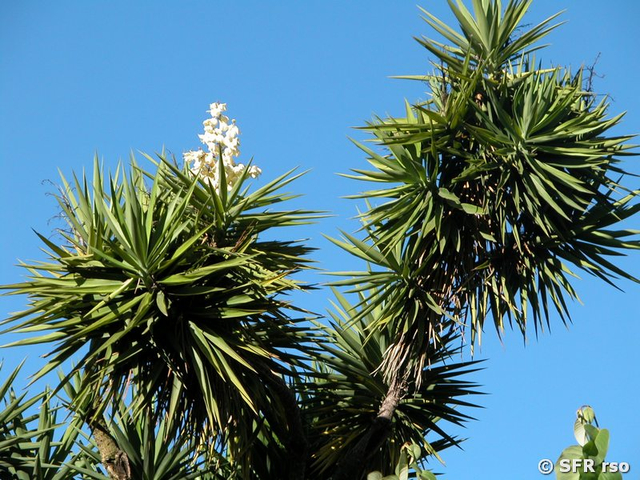 Palmlilie (Yucca filamentosa) in Ecuador