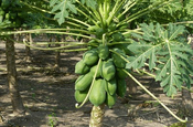 Papaya Pflanze in Ecuador