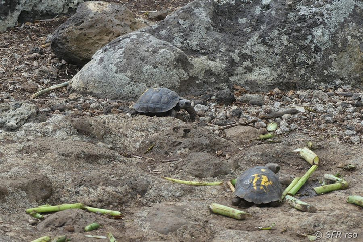 Schildkrötenaufzuchts-Zentrum in San Cristóbal, Galapagos