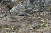 Schildkrötenaufzuchts-Zentrum in San Cristóbal, Galapagos