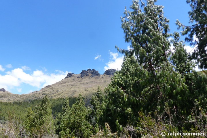 Berge mit Kiefernwald im Nationalpark Cajas in Ecuador
