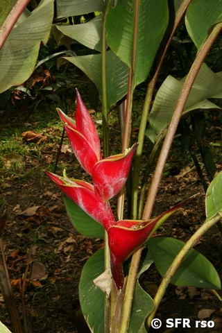 Heliconia Stricta in Ecuador