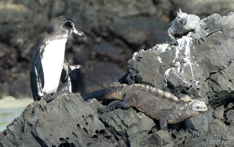 Humboldt Pinguin Spheniscus homboldti und Meerechse Galapagos