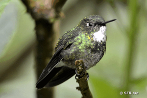 Kolibri (tourmaline sunangel)