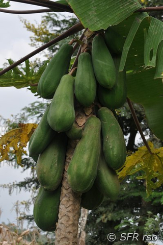 Papaya Früchte in Ecuador