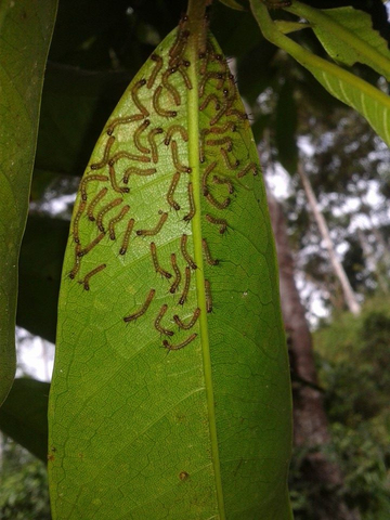 Raupen Blattunterseite in Ecuador