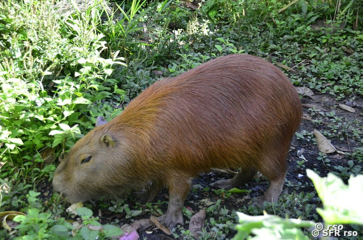 Capybara Wasserschwein Hydrochoerus in Ecuador