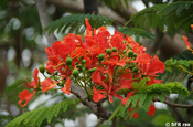 Flammenbaum Delonix Regia Bluete rot Galapagos