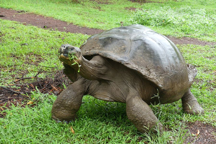 Galapagos Schildkröte in der Hacienda El Chato