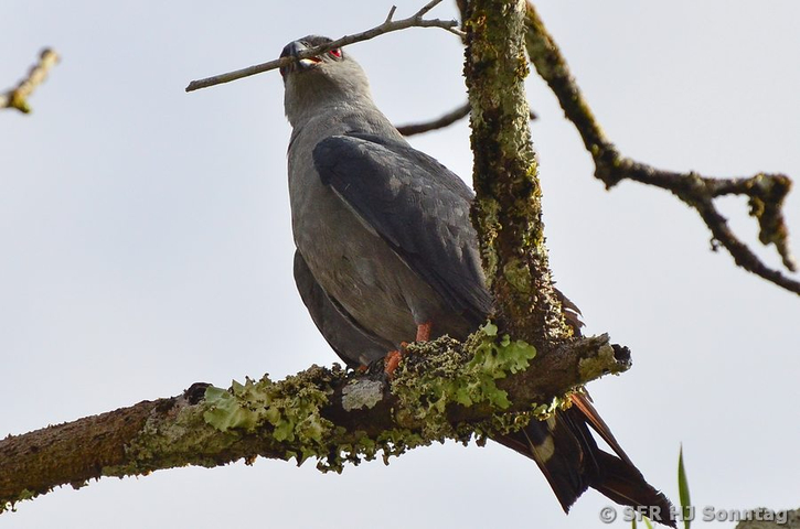Schneckenweih auf Baum in Ecuador