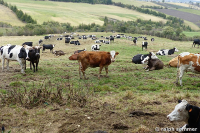 Vieh auf Weide in Ecuador