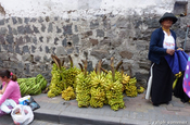 Bananenstauden in Ecuador