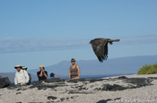 Bussard Buteo galapagoensis im Flug und Touristen Galapagos