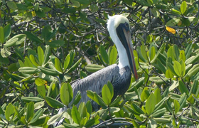 Pelikan