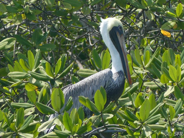 Pelikan