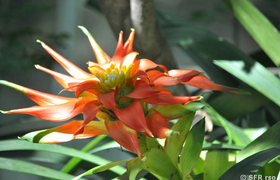 Bromelie
