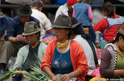 Lauchzwiebeln in Ecuador
