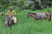 Maultiere mit Ersatztier, Ecuador
