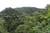 Mindo Bergnebelwald Ecuador