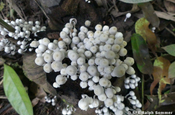 Coprinellus Disseminatus Pilze in Ecuador