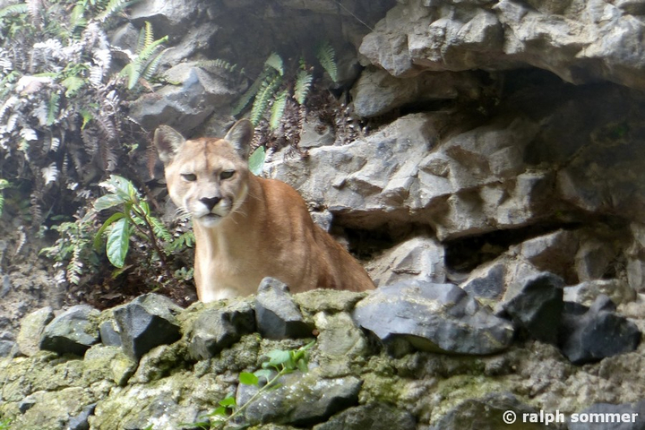 Puma auf Felsen in Ecuador