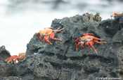 Rote Klippenkrabben am Bachas Beach, Galapagos