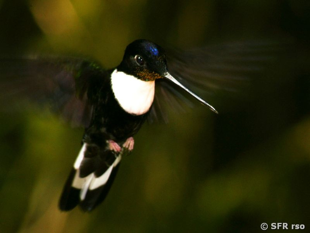 Brustband Andenkolibri in Ecuador