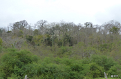 Kapokbaum mit Kapokwolle im Küstentrockenwald, Ecuador