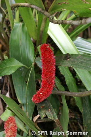 Anthurium (Araceae) in Ecuador