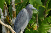 Kleiner blauer Reiher in Ecuador
