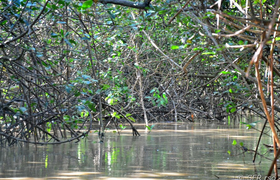 Rote Mangrovenwurzeln