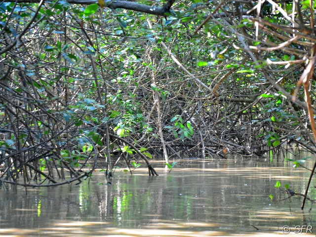Rote Mangrovenwurzeln
