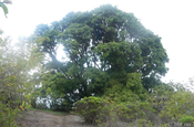 Waschnussbaum Jaboncillo sapindus saponaria Galapagos