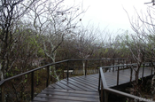 Weihrauchbaum Interpretationszentrum San Cristobal Galapagos
