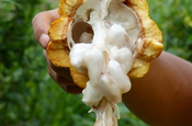 Kakaofrucht geöffnet in Ecuador