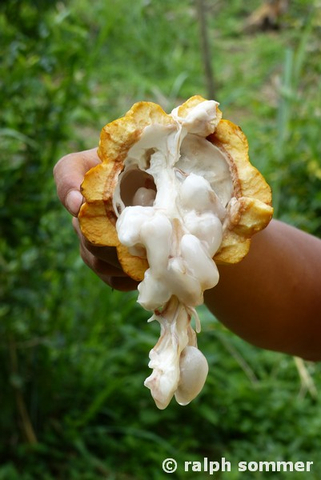 Kakaofrucht geöffnet in Ecuador