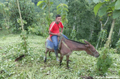 Maultier Einsatz auf Farm, Ecuador